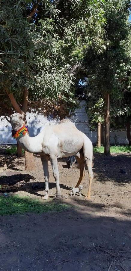 Habibi Nubian Guest House-Nubian Hospitality Асуан Екстер'єр фото